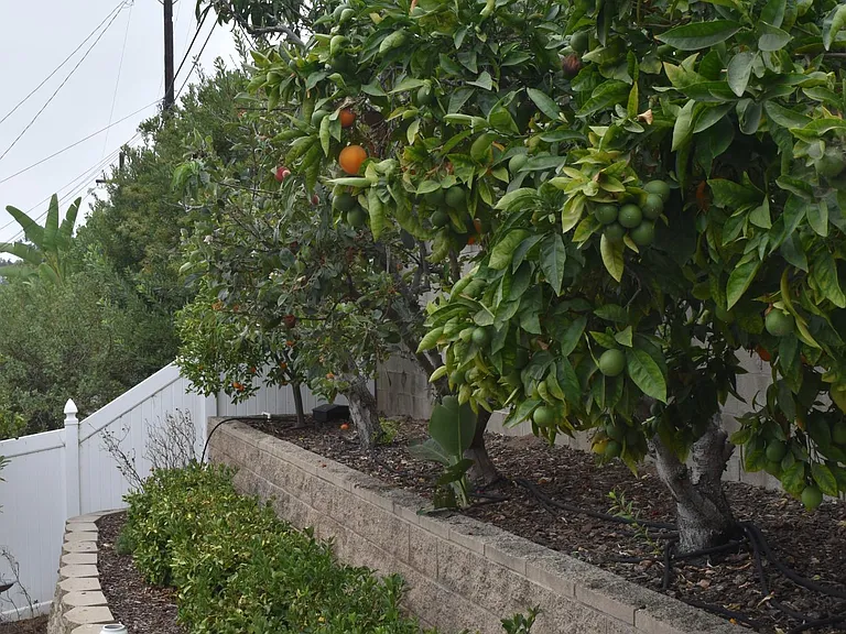 Backyard Fruit Trees