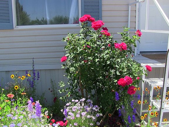 Fragrant roses