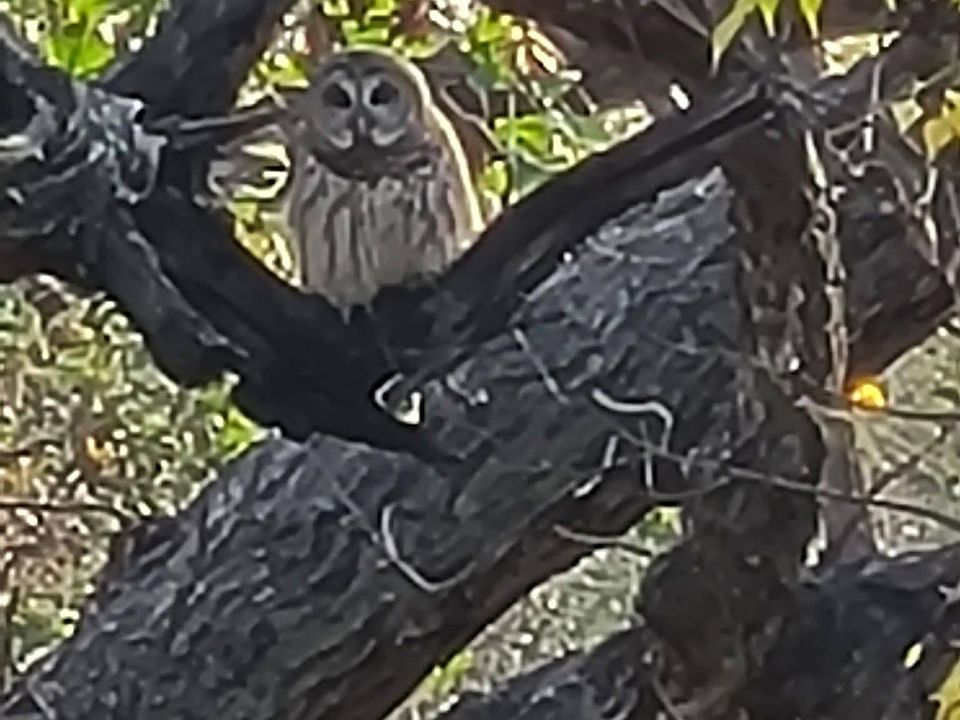 1st image of Corner Llano Oaks and 152