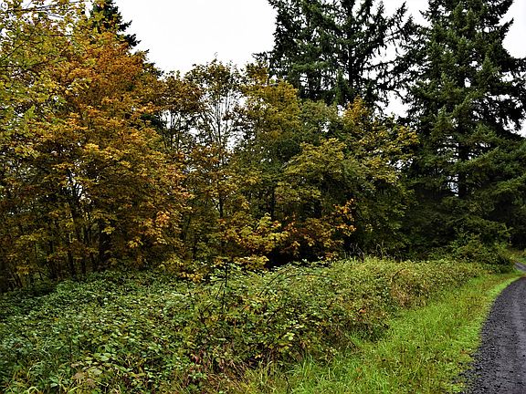 2nd image of 85373 Holm Ln
