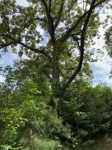 0 Windermere Lane, Walterboro, SC, 29488