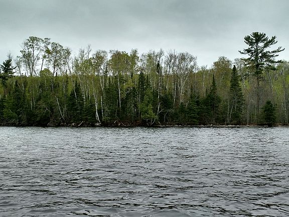 Towering Whitepine on lot