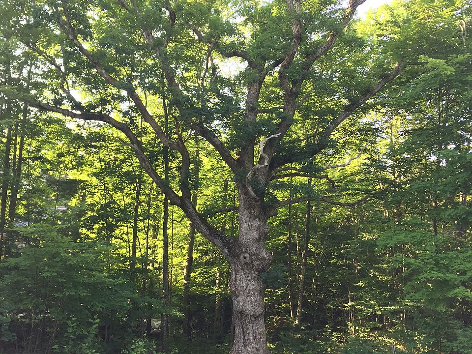 19 Chamberlin Way, New Durham, NH 03855 Zillow