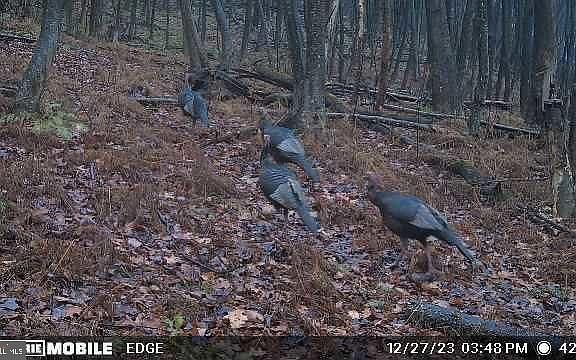 4th image of 0 Carlisle Gap Rd