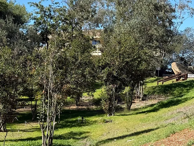 Macadamia nut Grove