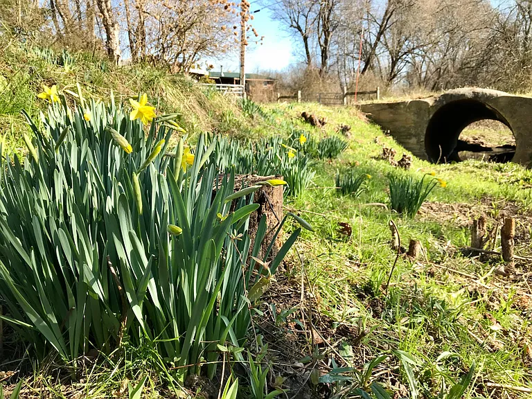 Flowers along side stream.