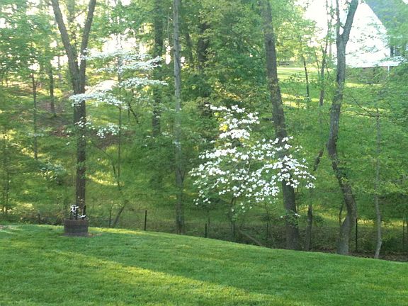 Dogwoods in bloom