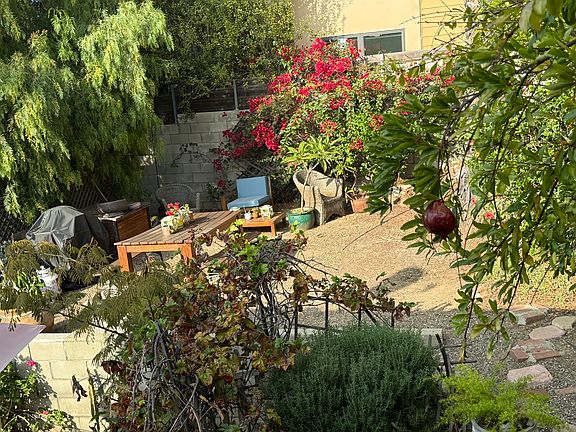 Backyard...grapes, rosemary, pomegranate.