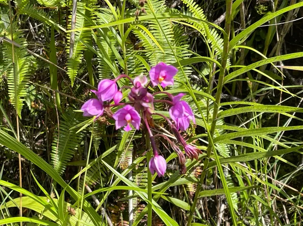 Molokai Rd Lot 1090, Pahoa, HI 96778