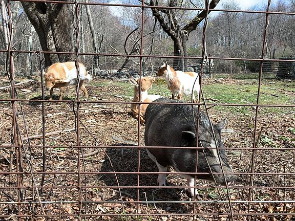 Wilbur and his 3 lady goat friends