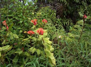 11-2089 Jungle King Ave LOT 58, Volcano, HI 96785