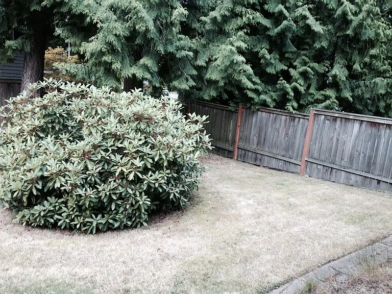Fenced backyard
