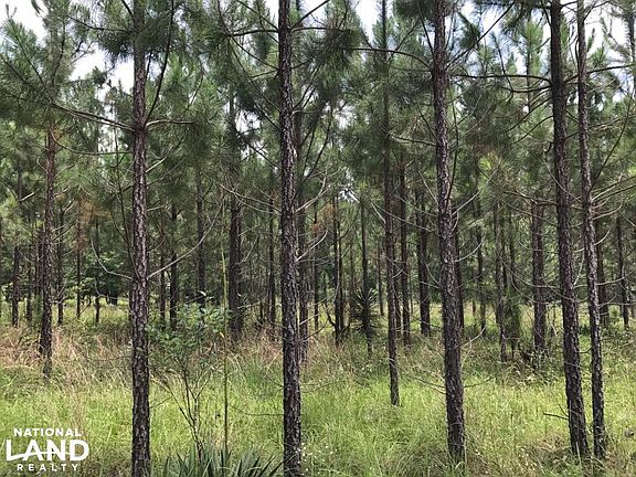 Young planted pine stand.  GeorgiaLandForSale