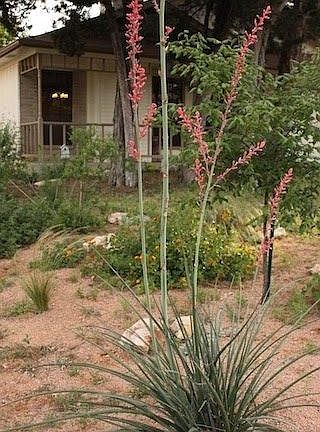 Xeriscaped front yard