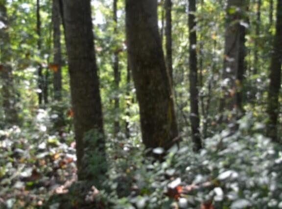 2nd image of 2121 Riley Creek Rd