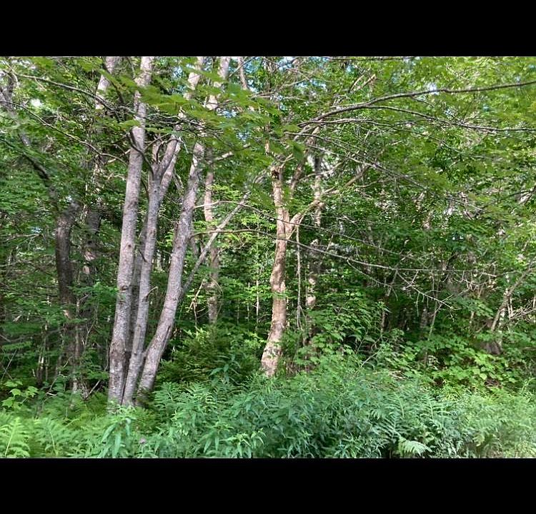 1st image of Simons Rd