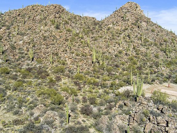 3rd image of 1188 W Shaded Cactus Pl #423