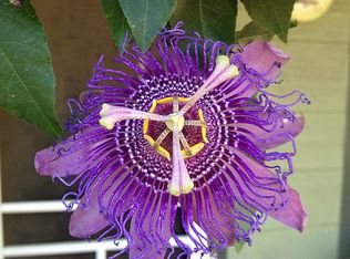 3209 E 16th St, Austin, TX 78702