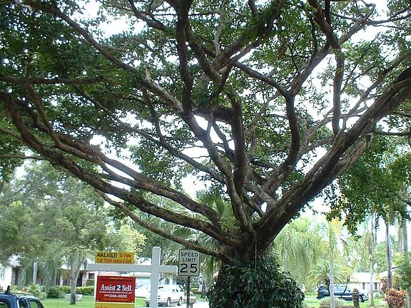 A large black olive tree in the front yard.  Biggest in neighborhood.