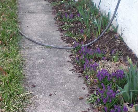 Side Garden