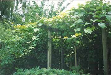 Huge Grape Vine and Kiwi