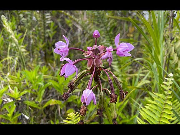 5th image of Orchidland Dr Lot 44
