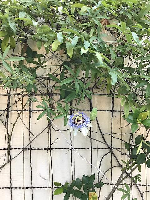 Flowers on the patio
