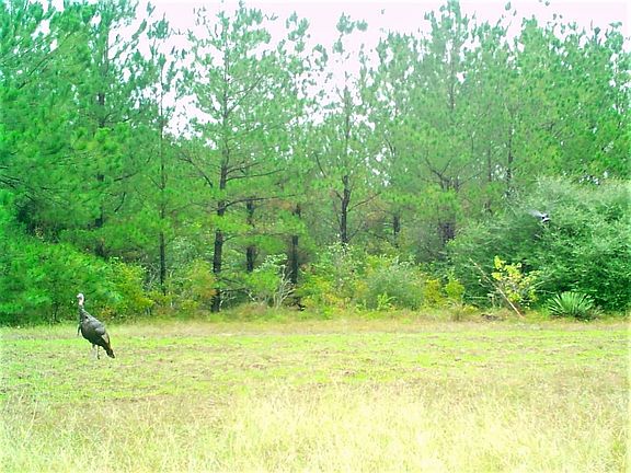 2nd image of County Road 4449