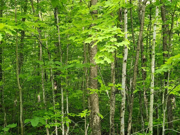 N Borrie Rd #10ACRES, Couderay, WI 54828