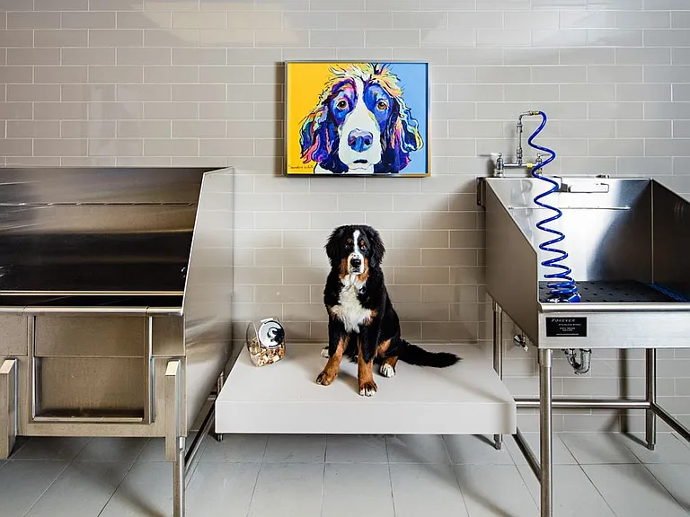 WAG pet spa with bathing and grooming equipment