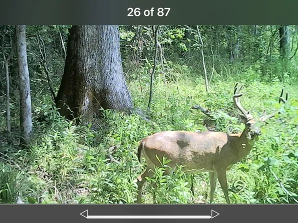 2490 Shady Grove Rd, Goodman, MS 39079