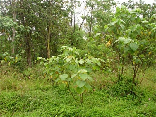 1st image of S Manalo St