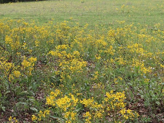 2nd image of Rs County Rd #2365