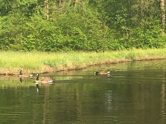 Geese nest here yearly. 