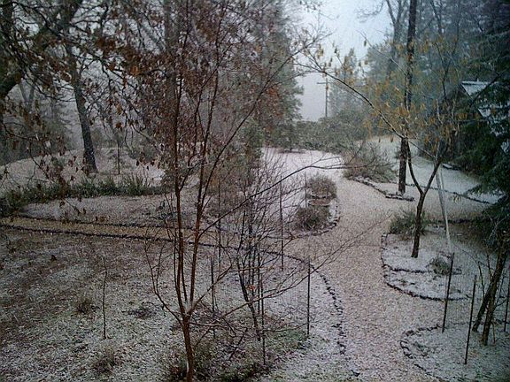 Back of house apple trees