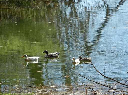 1st image of 14 Bufflehead Cove Ln