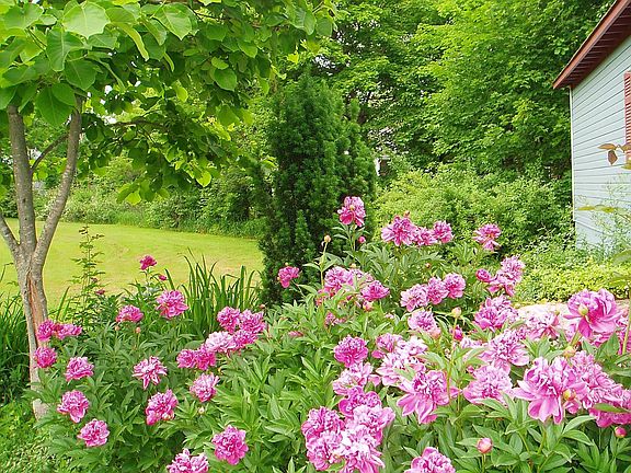 Peonies in Bloom