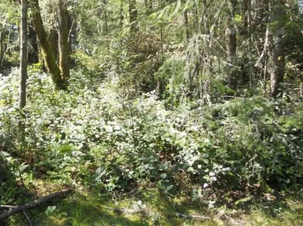 10510 Olympic Place, Anderson Island, WA 98303