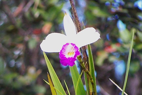 Beautiful Bamboo Orchid blooming on lot 70.
