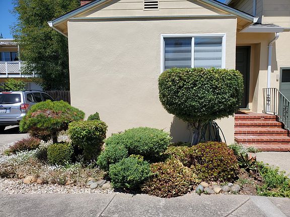 Front door hedge plants