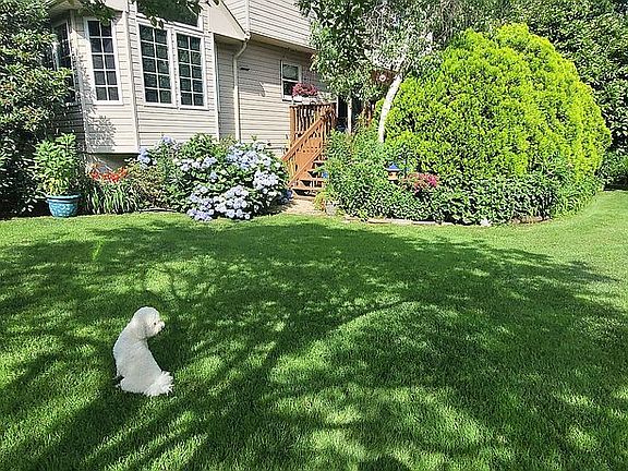 back yard 1