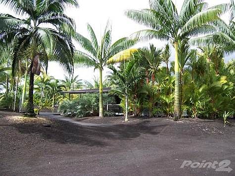 House is nestled among the palms