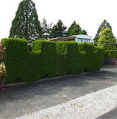 4th image of 7704 Birch Bay Dr #Cw41