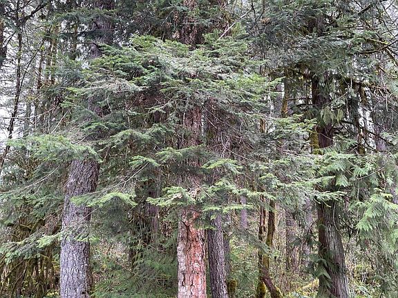 5th image of 49950 N Santiam Hwy SE