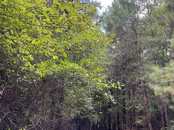 5th image of 158 Three Mile Stretch Rd