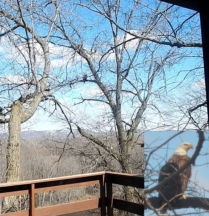 Deck visitor