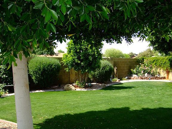 Back Yard
