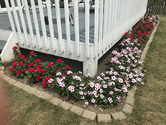 Vincas in backyard