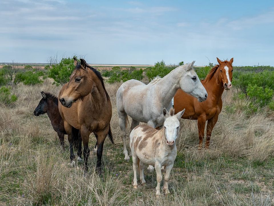 Concho County Land For Sale