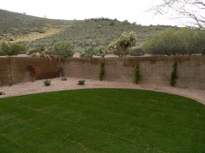 Back Yard
